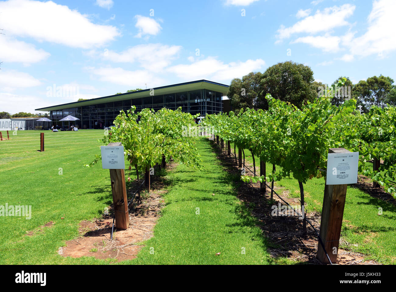 Vinyard trial plots at the Jacob Creek winery in South Australia. Stock Photo