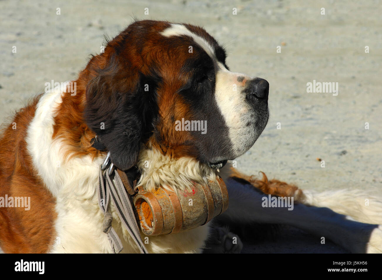 Dog bernhardiner barrel swiss hi-res stock photography and images - Alamy