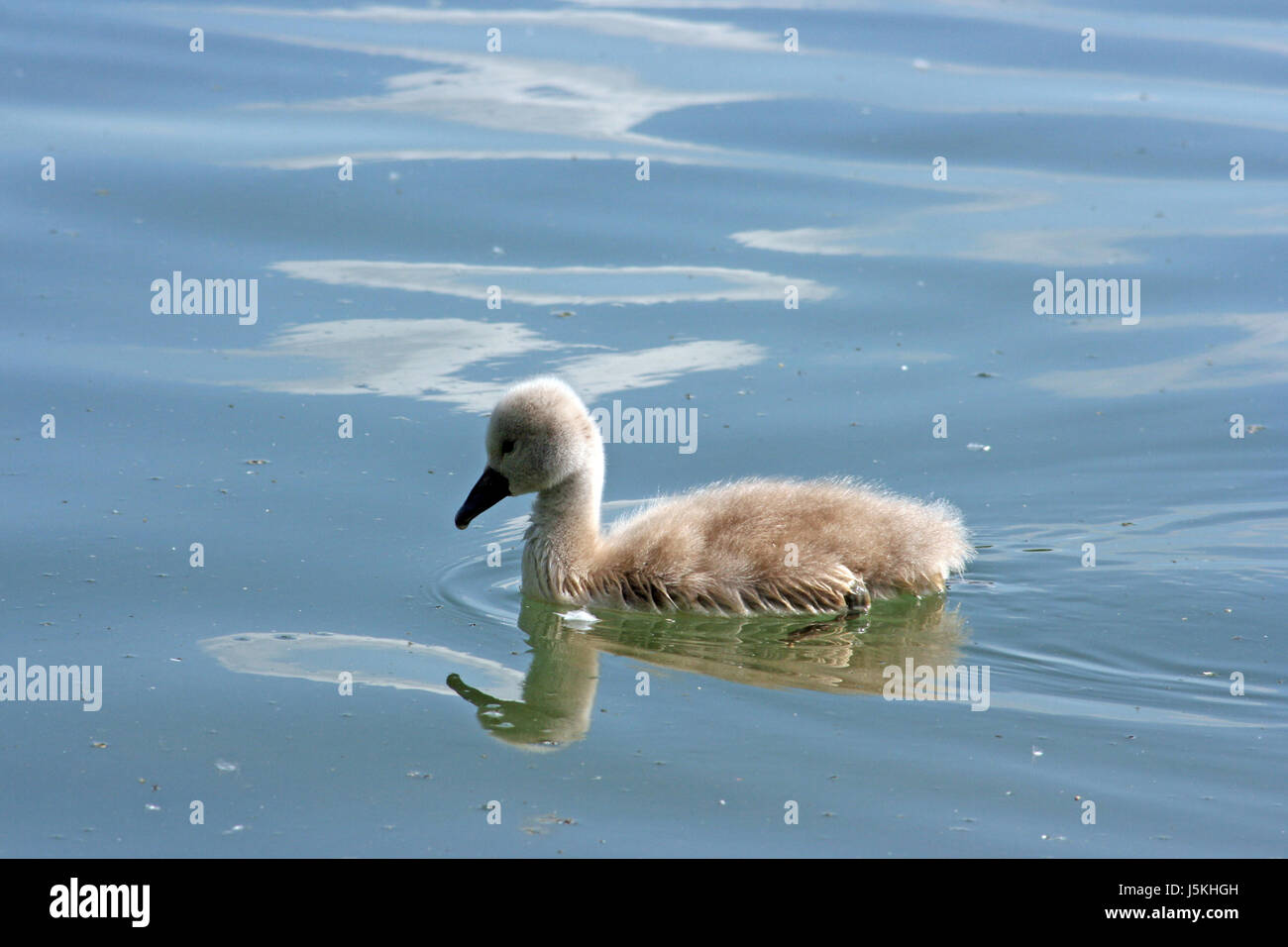 bird swan birds beige waterfowls waterfowl fresh water pond water chick lake Stock Photo