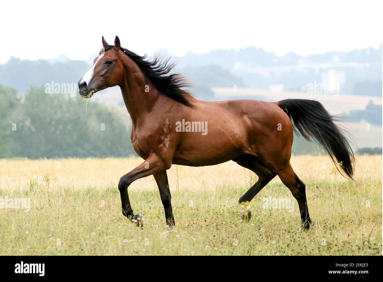 Noble horse hires stock photography and images Alamy