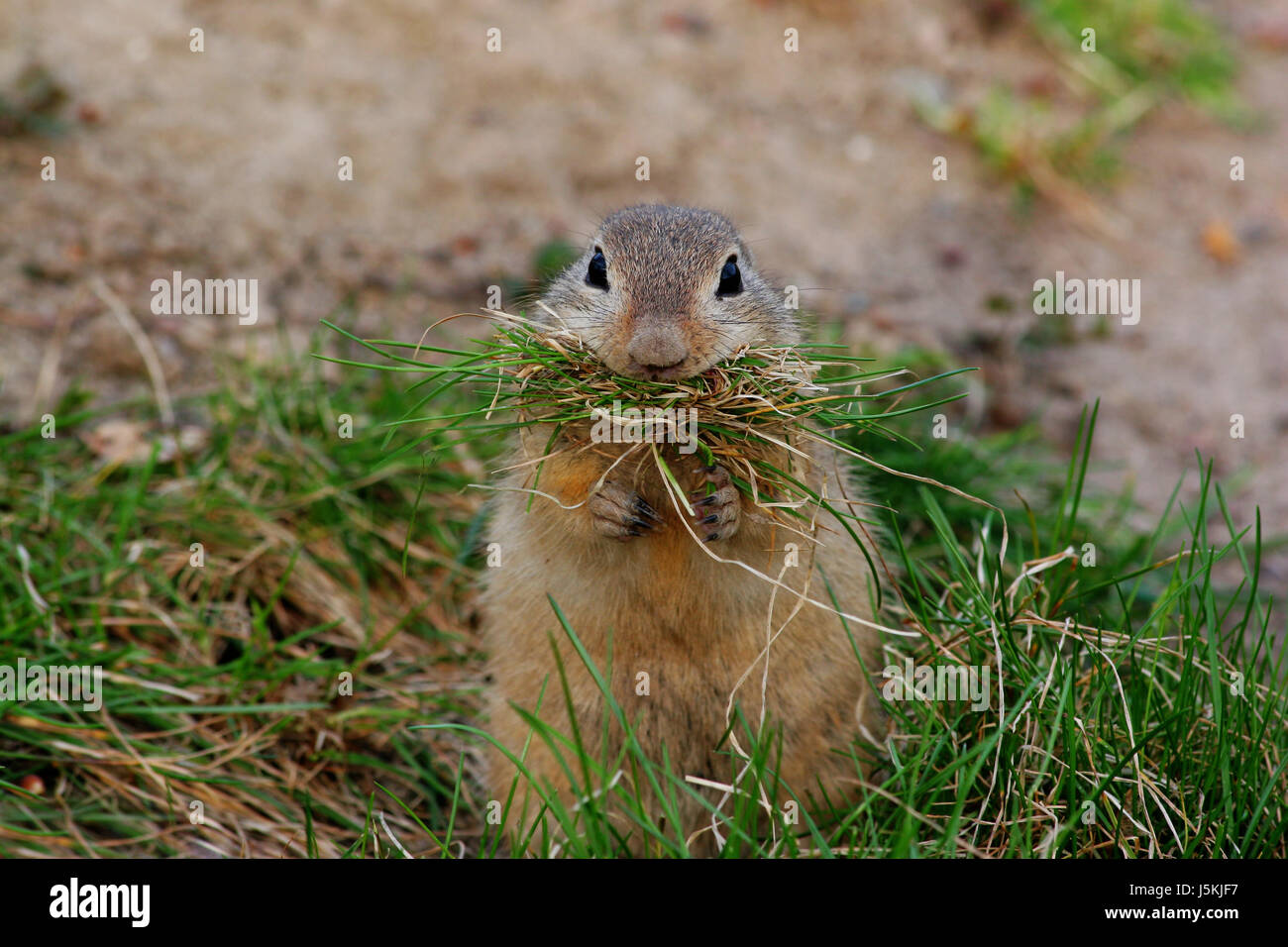 animal portrait eyes rodent skin claws to gorge engulf devour funny paws Stock Photo