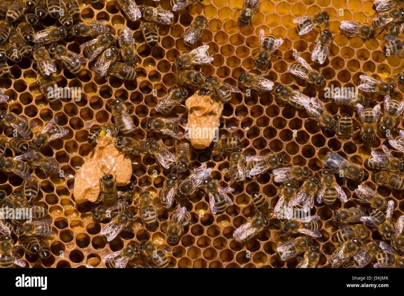 macro close-up macro admission close up view insects summer summerly bees Stock Photo