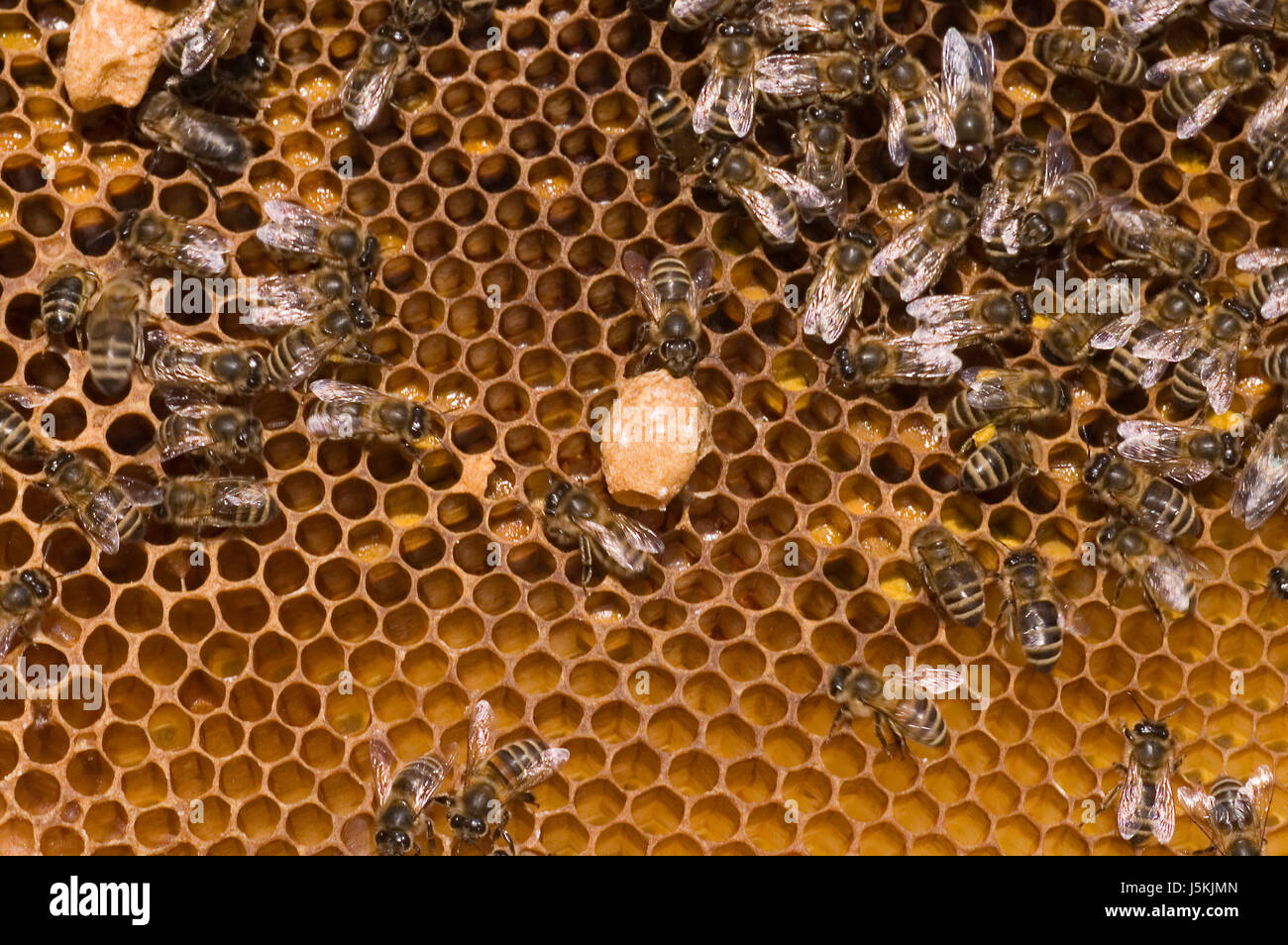 macro close-up macro admission close up view insects summer summerly bees Stock Photo