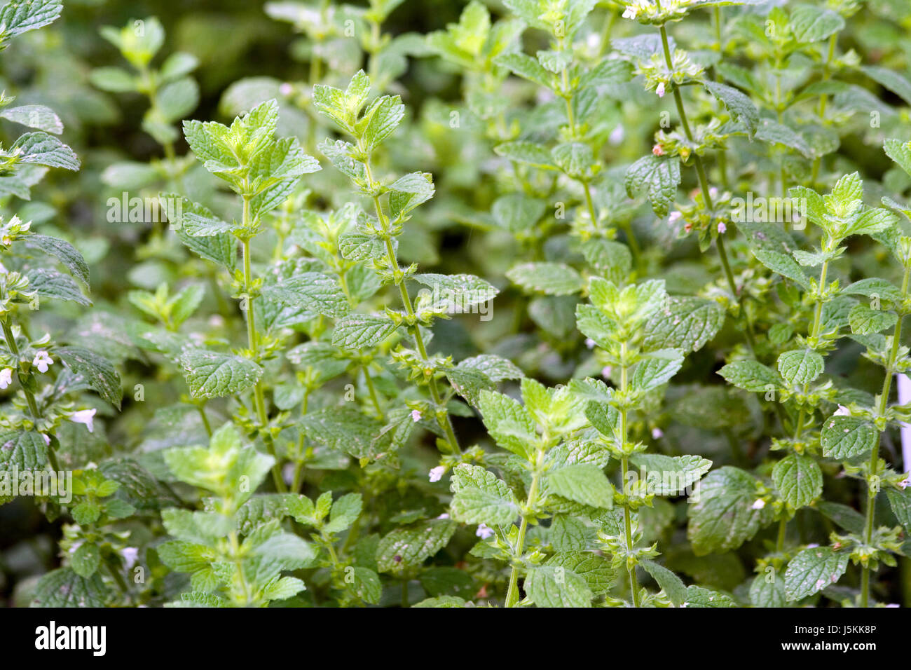 melissa feverfew melissa officinalis bienenfang bienenkraut bienensaug Stock Photo