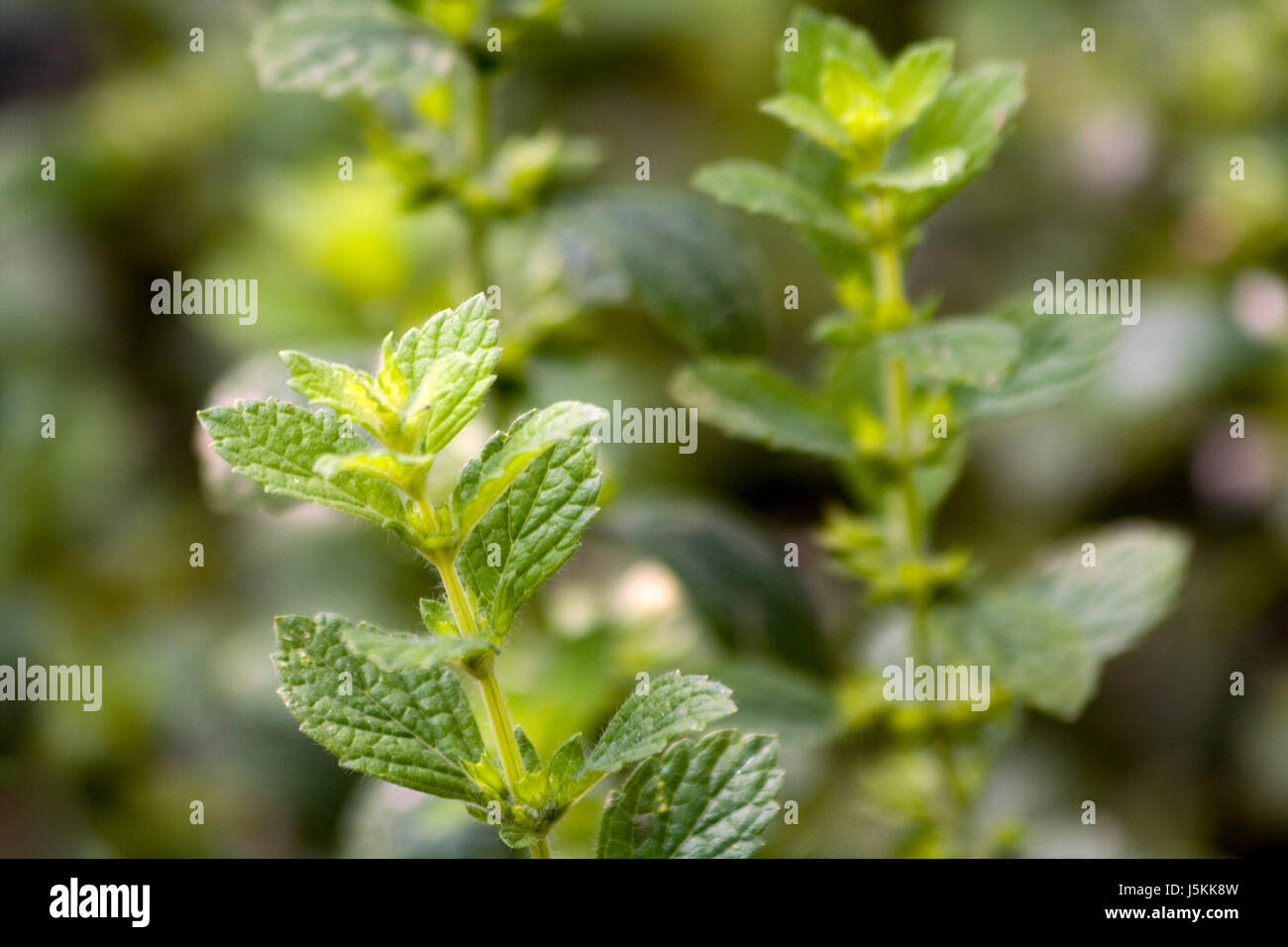 melissa feverfew melissa officinalis bienenfang bienenkraut bienensaug Stock Photo