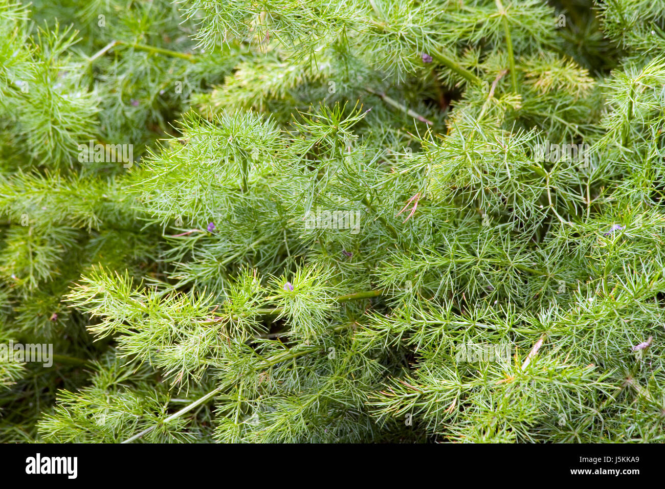 herb herbs brwurz meum athamanticum jacq athamanta meum meum meum meum Stock Photo