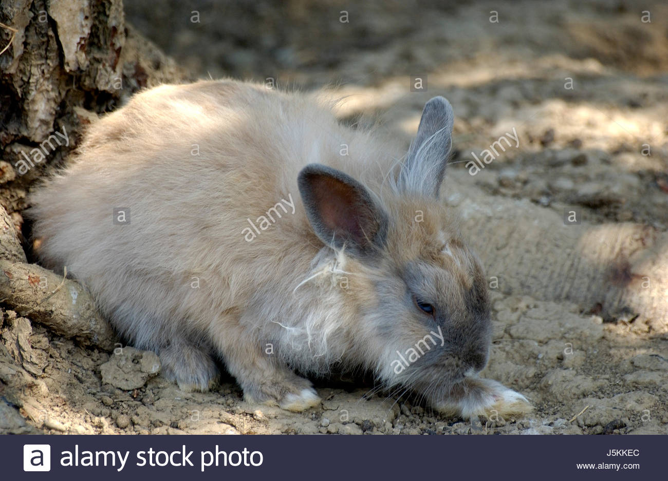 Rabbit Plague Stock Photos & Rabbit Plague Stock Images Alamy