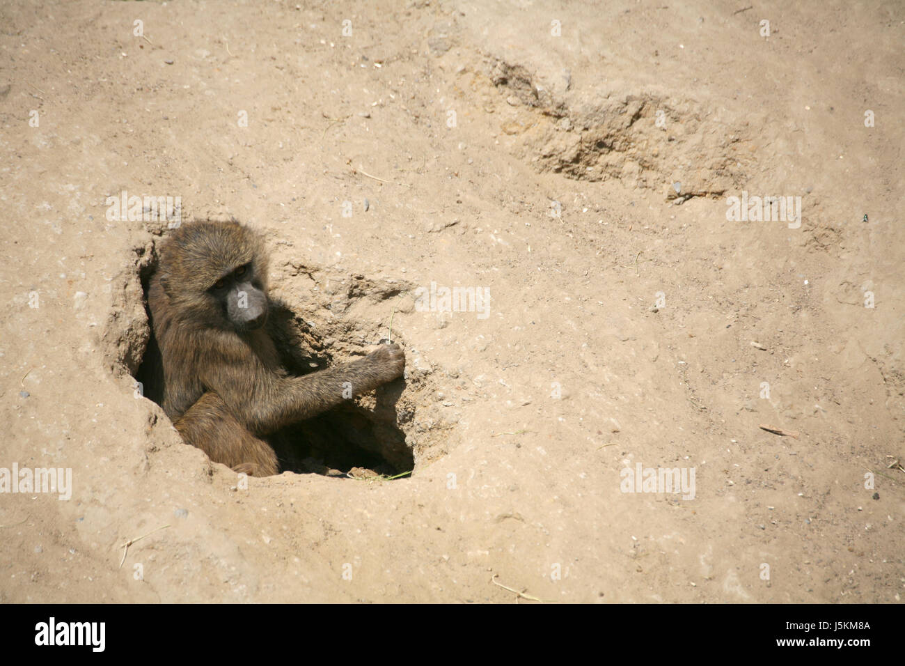 animal cave animals monkey skin hairy rock baboon hole male hidden