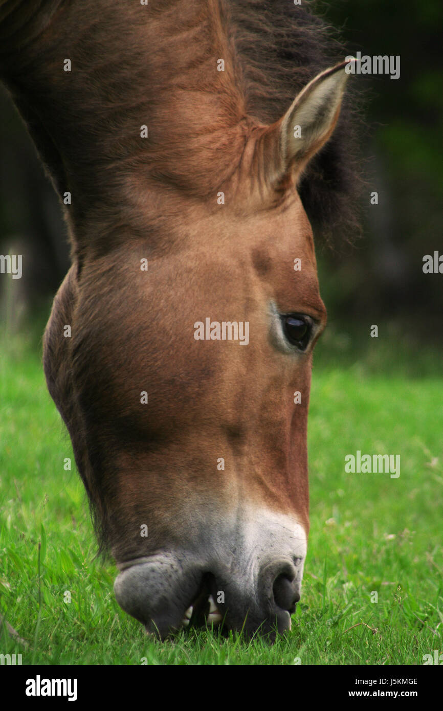 show teeth... Stock Photo