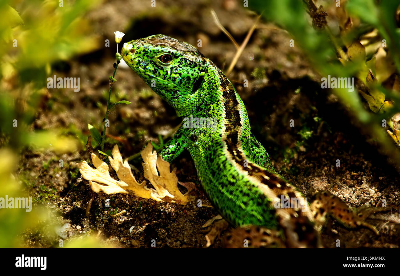Garden Plant Green Leaves Bush Reptiles Gardens Echsen Echte Stock
