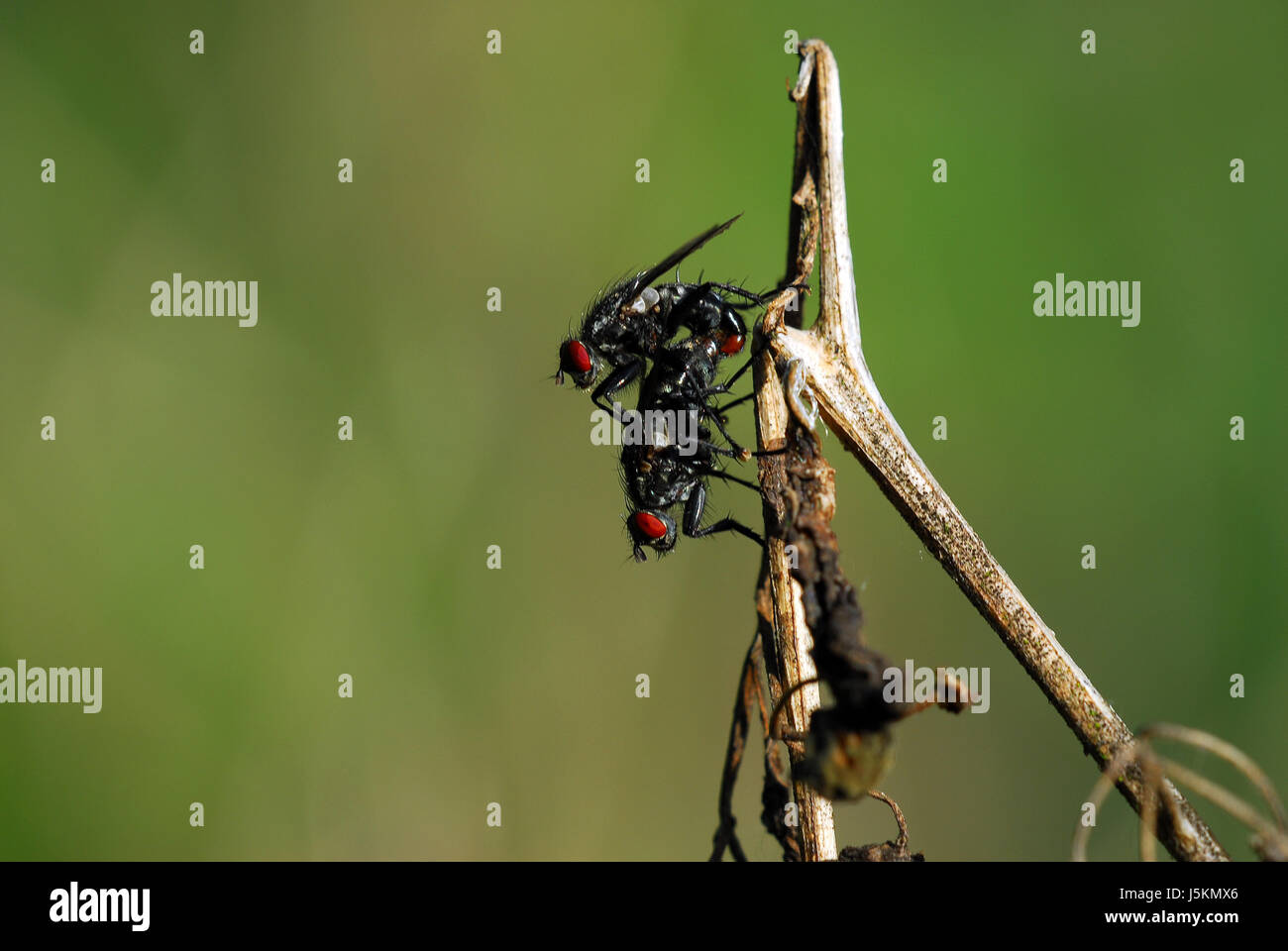 insect insects green branches branch fly propagation mating mate couple