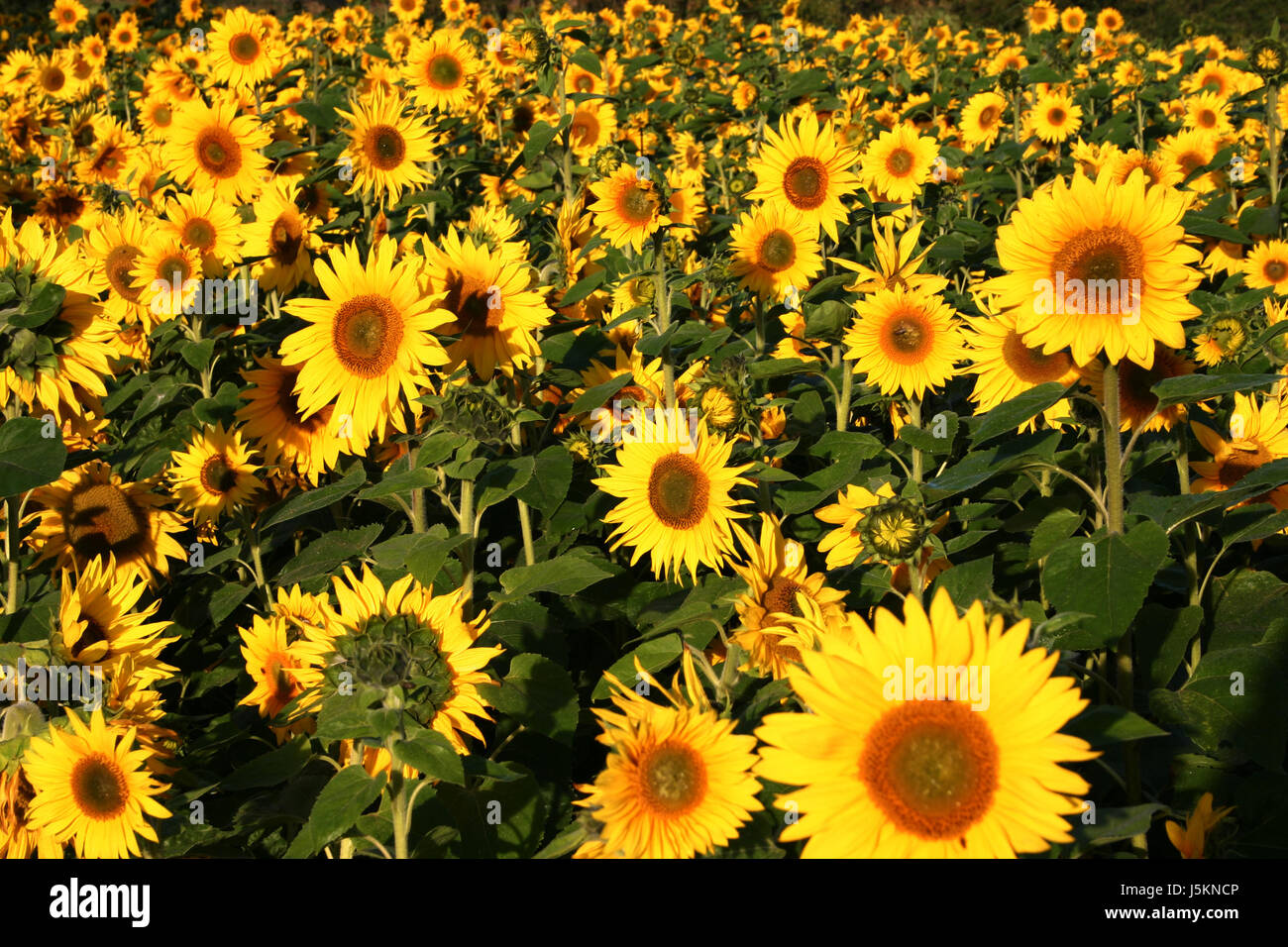 sunflowers in the field Stock Photo - Alamy
