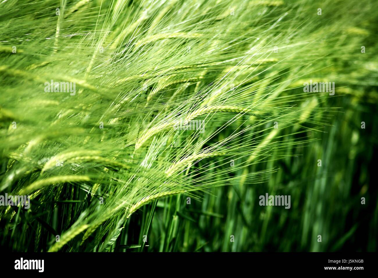 motion postponement moving movement green agriculture farming useful plant Stock Photo