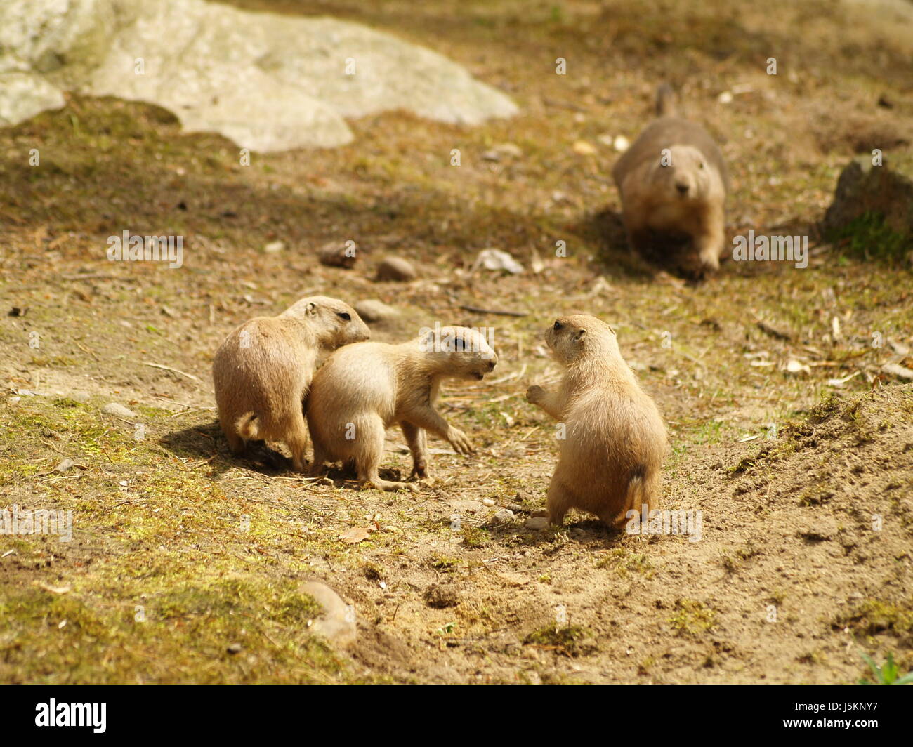 Schwarzschwanz priehund hi-res stock photography and images - Alamy