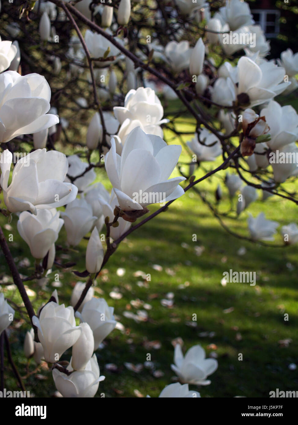 blue flower flowers plant blank european caucasian blossoms spring cherry Stock Photo