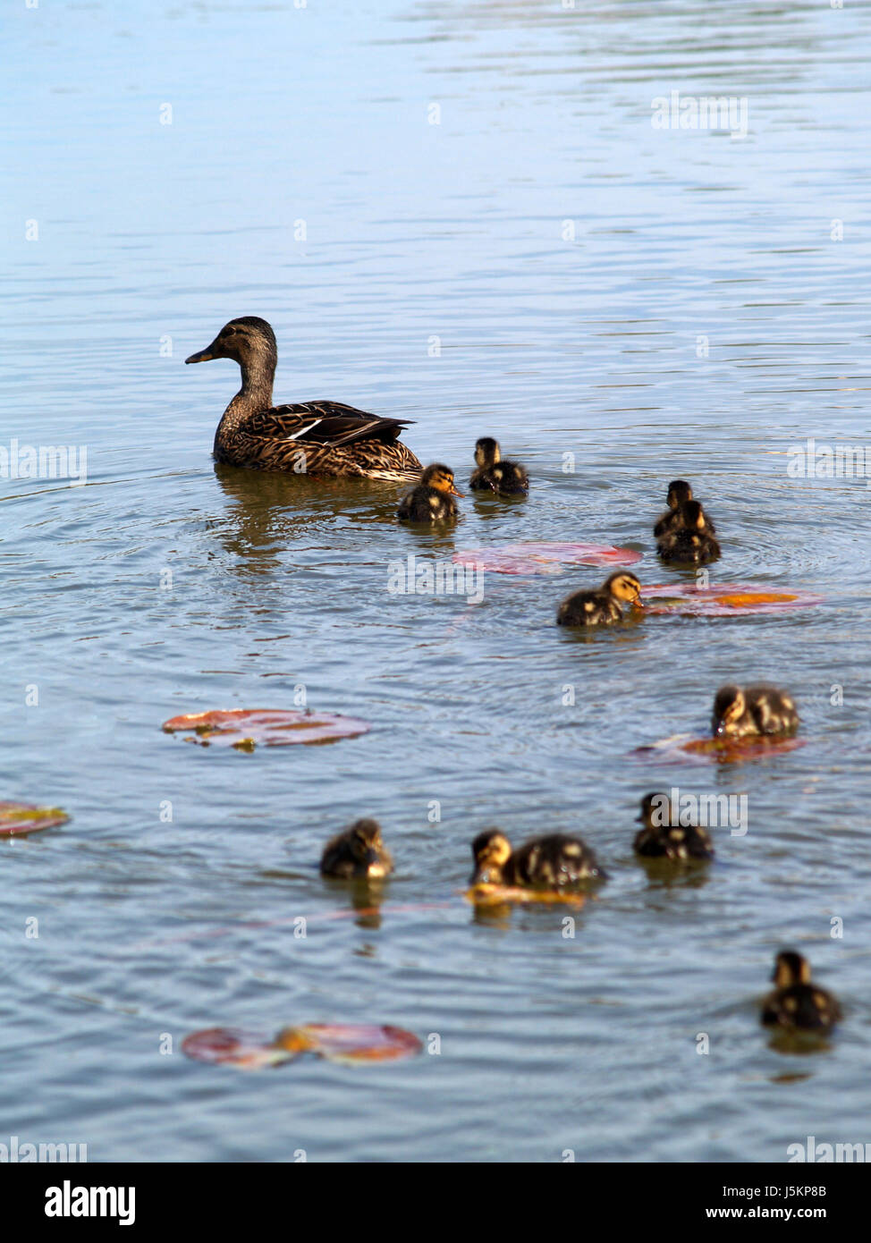 duck family Stock Photo