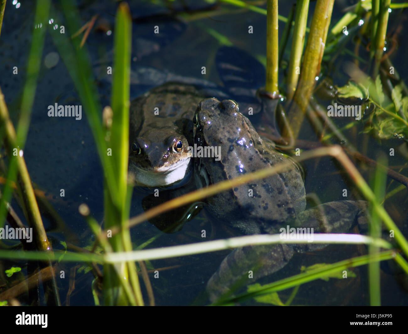 amphibian green eye organ skin reed amphibians frog toads fresh water pond Stock Photo