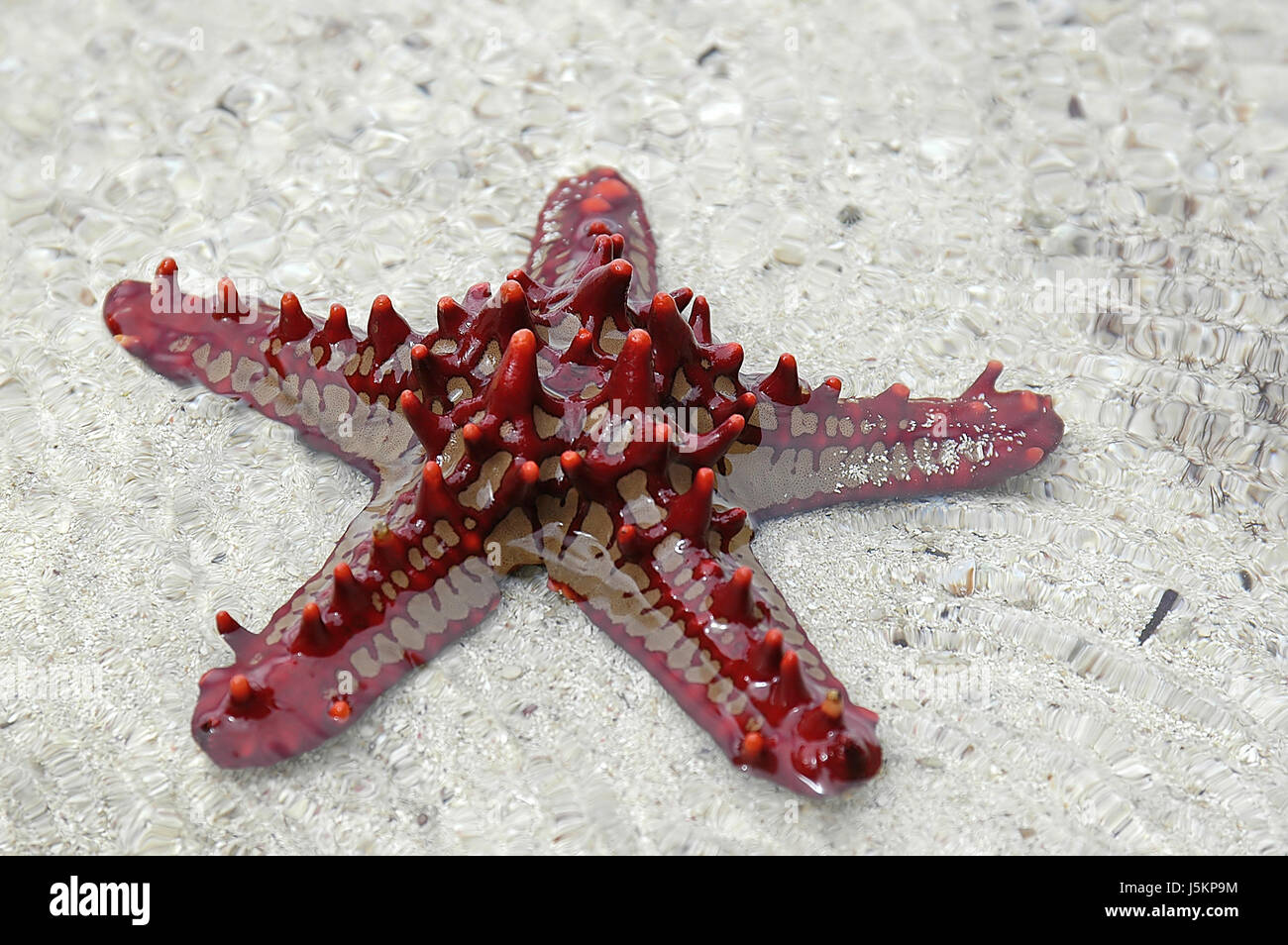 poor man starfish red tropics echinoderm shine shines bright lucent light Stock Photo