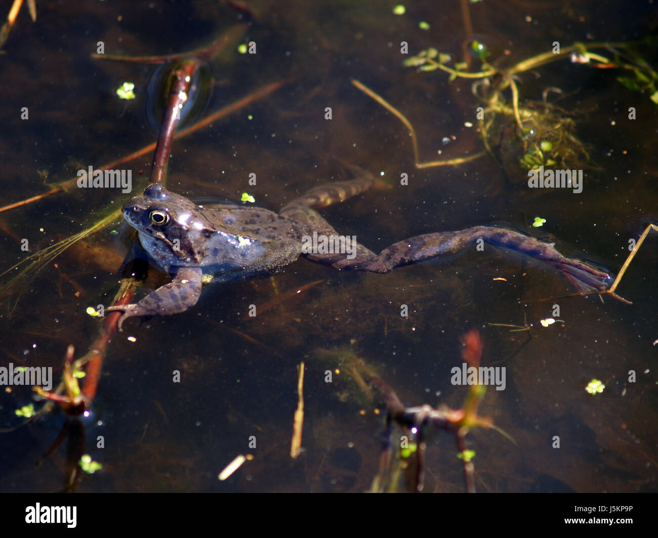 amphibian green eye organ skin reed amphibians frog toads fresh water pond Stock Photo