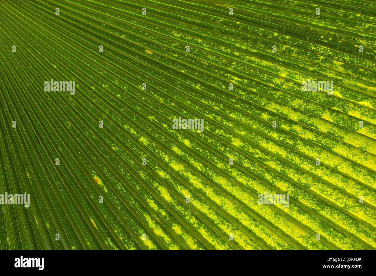 life exist existence living lives tree green africa kenya lines diagonal palm Stock Photo