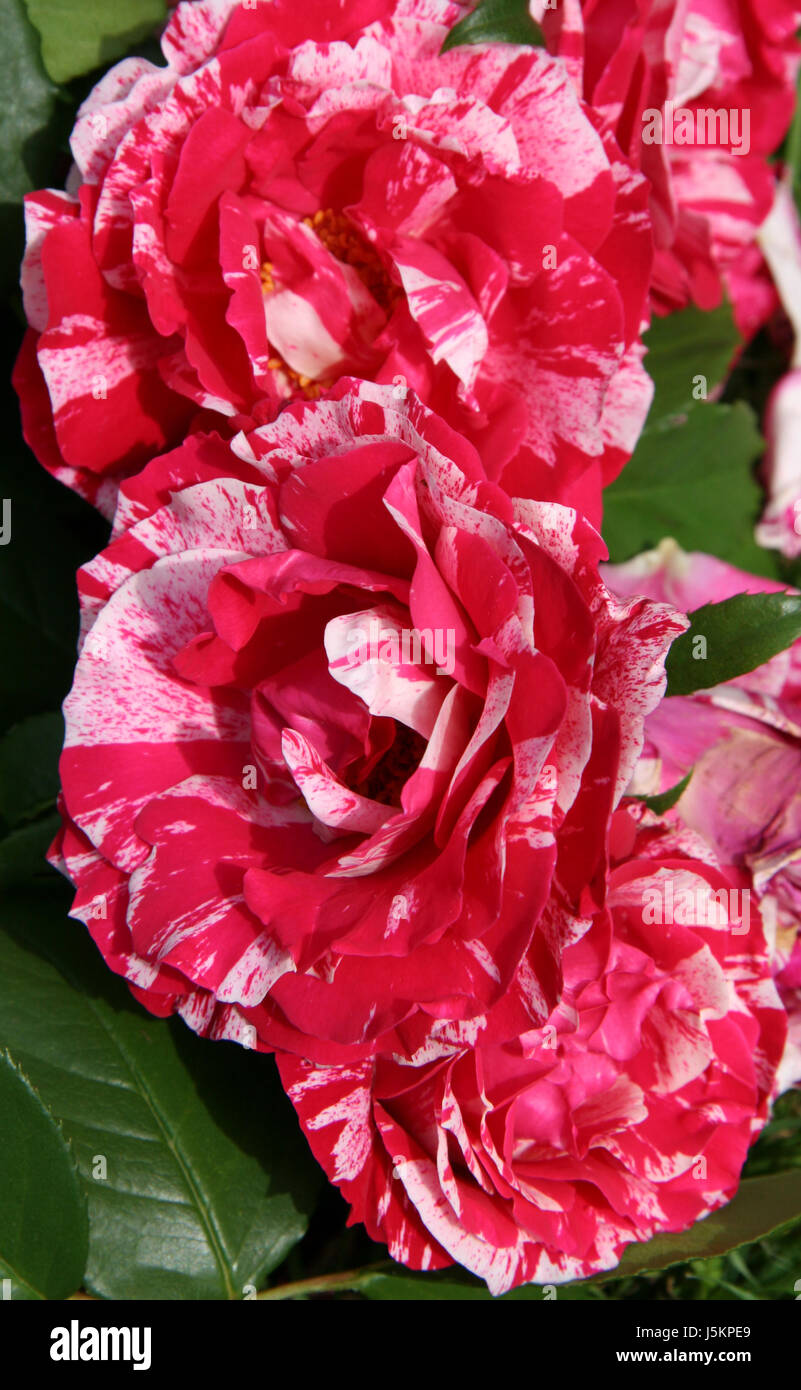 flower rose plant bloom blossom flourish flourishing blank european