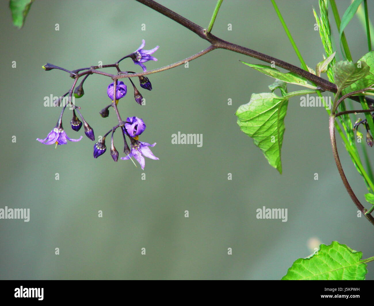 purple plant bittersweet toxic poisonous nachtschattengewchs solanum