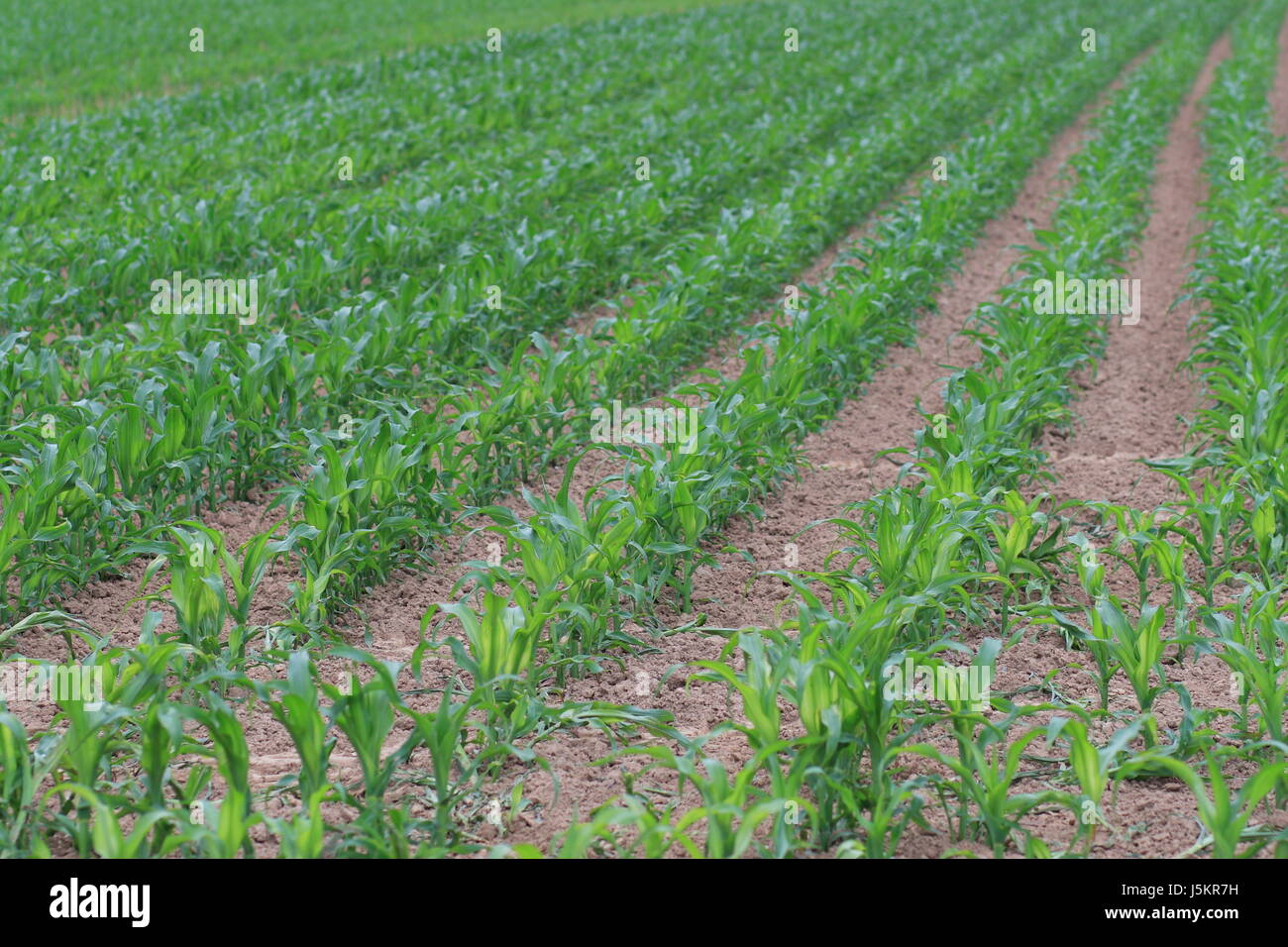 agrarian plant leaves agriculture farming field grain fields acre ...