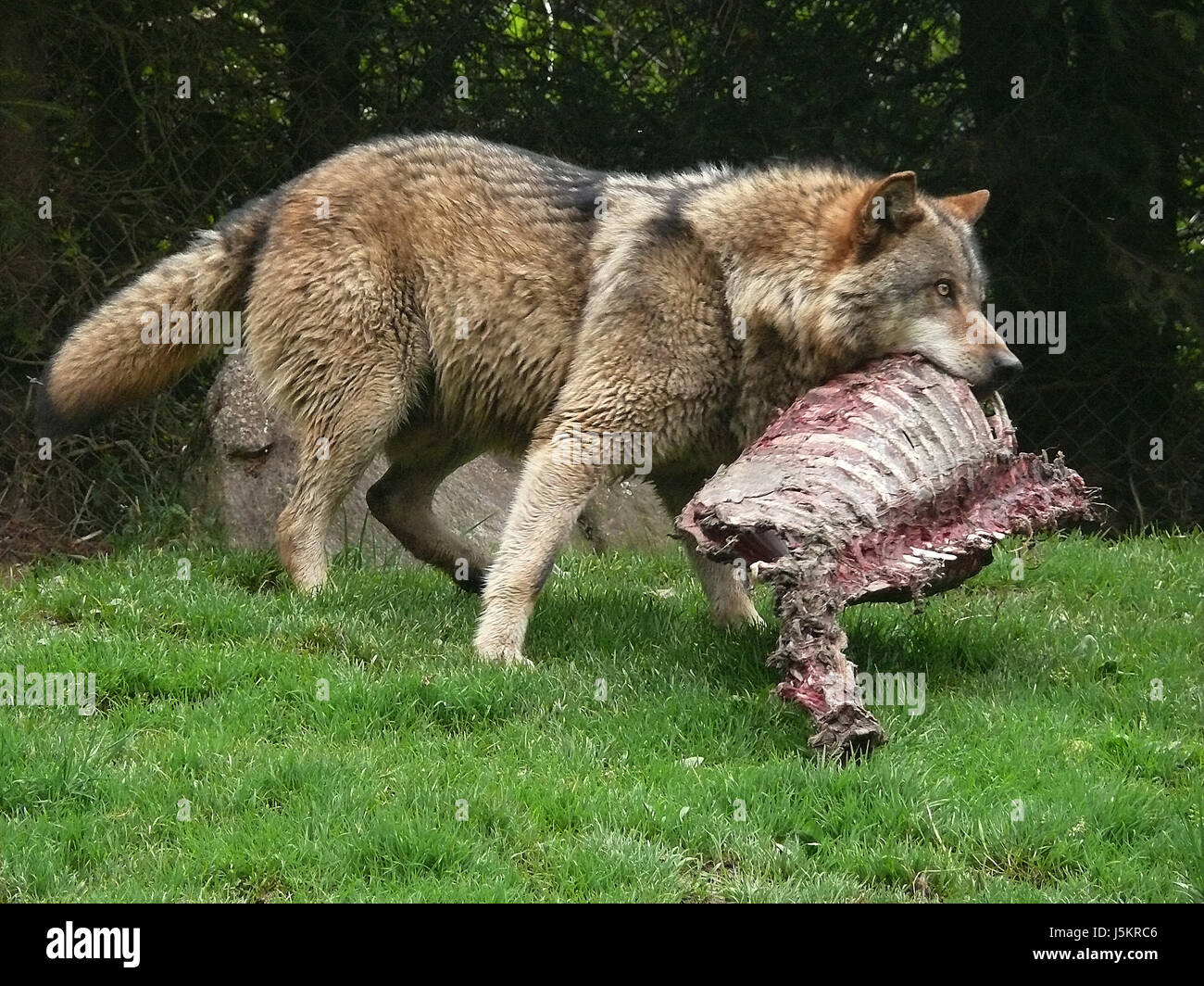food aliment mammal teeth hunger wild zoo skin to gorge engulf devour blood Stock Photo