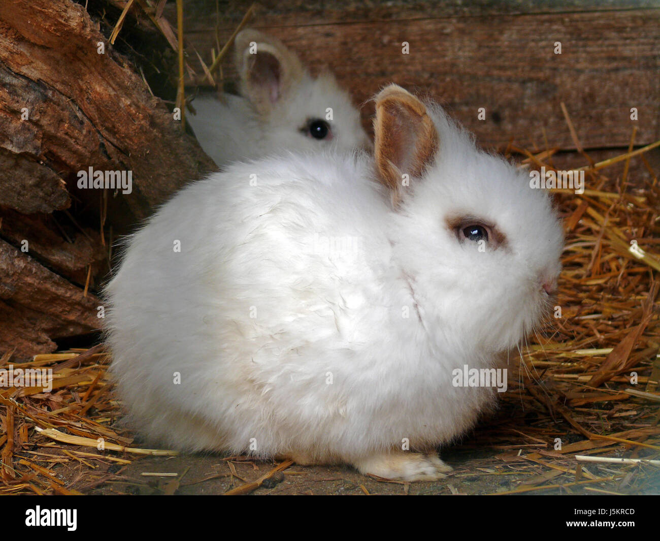agriculture farming zoo blank european caucasian skin easter rabbit hare dear Stock Photo