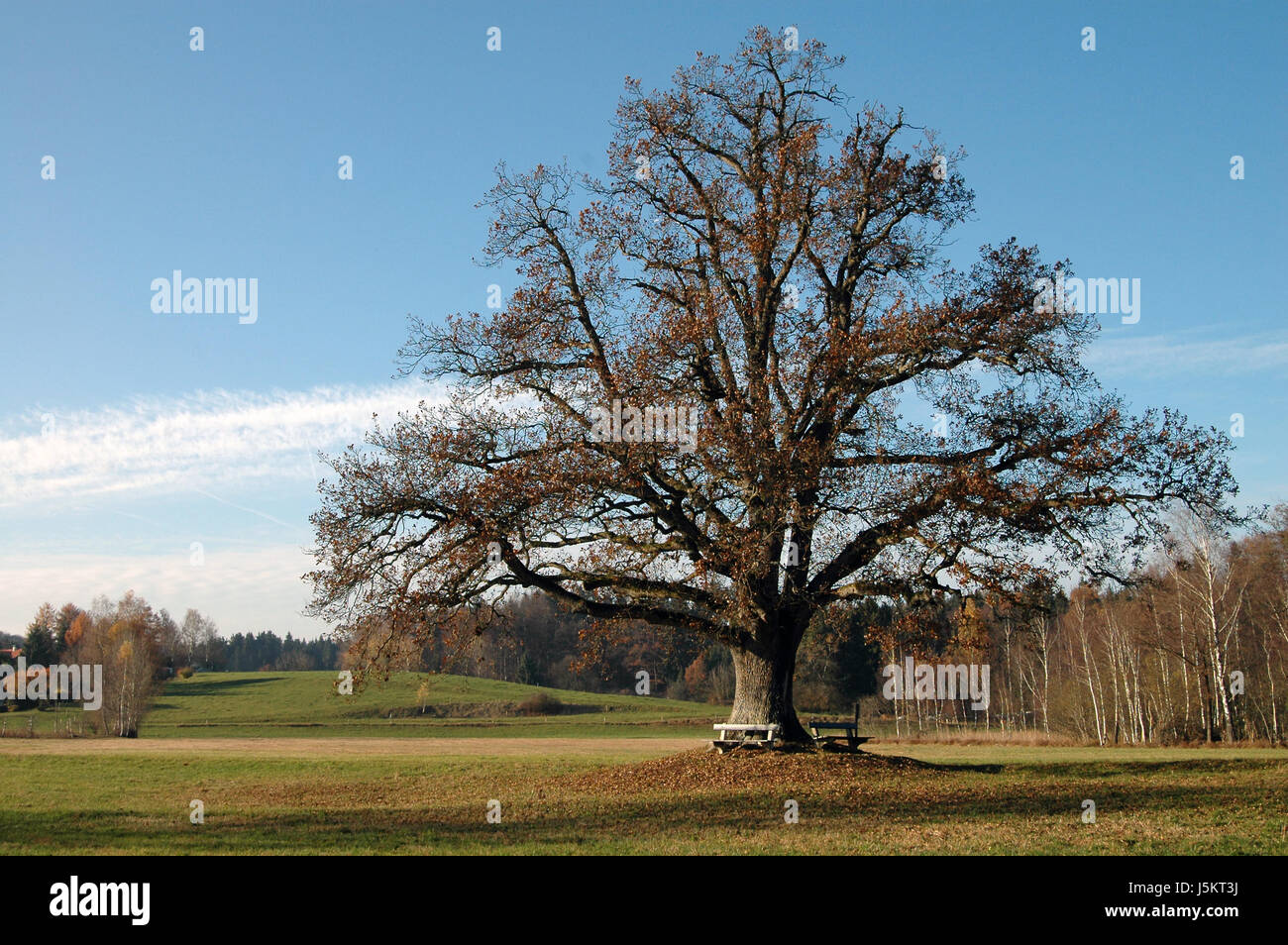 tree with benches Stock Photo - Alamy