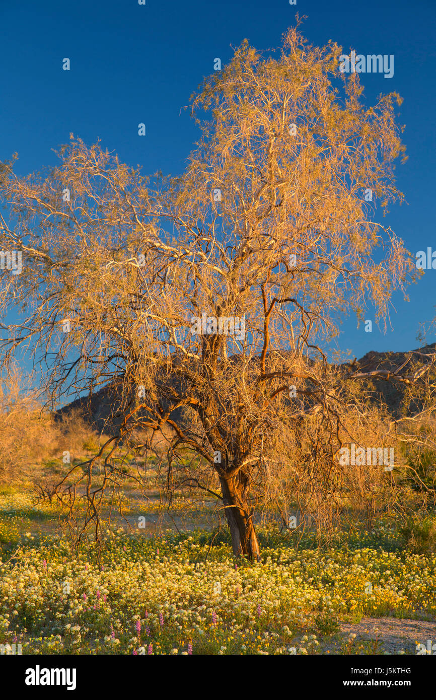 Browneyes (Chylismia claviformis) with mesquite on Cottonwood Canyon