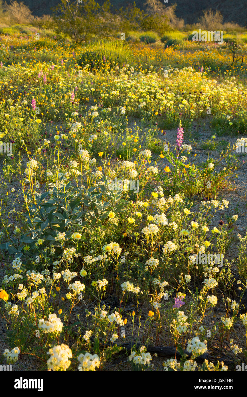 Browneyes (Chylismia claviformis) on Cottonwood Canyon Bajada, Joshua