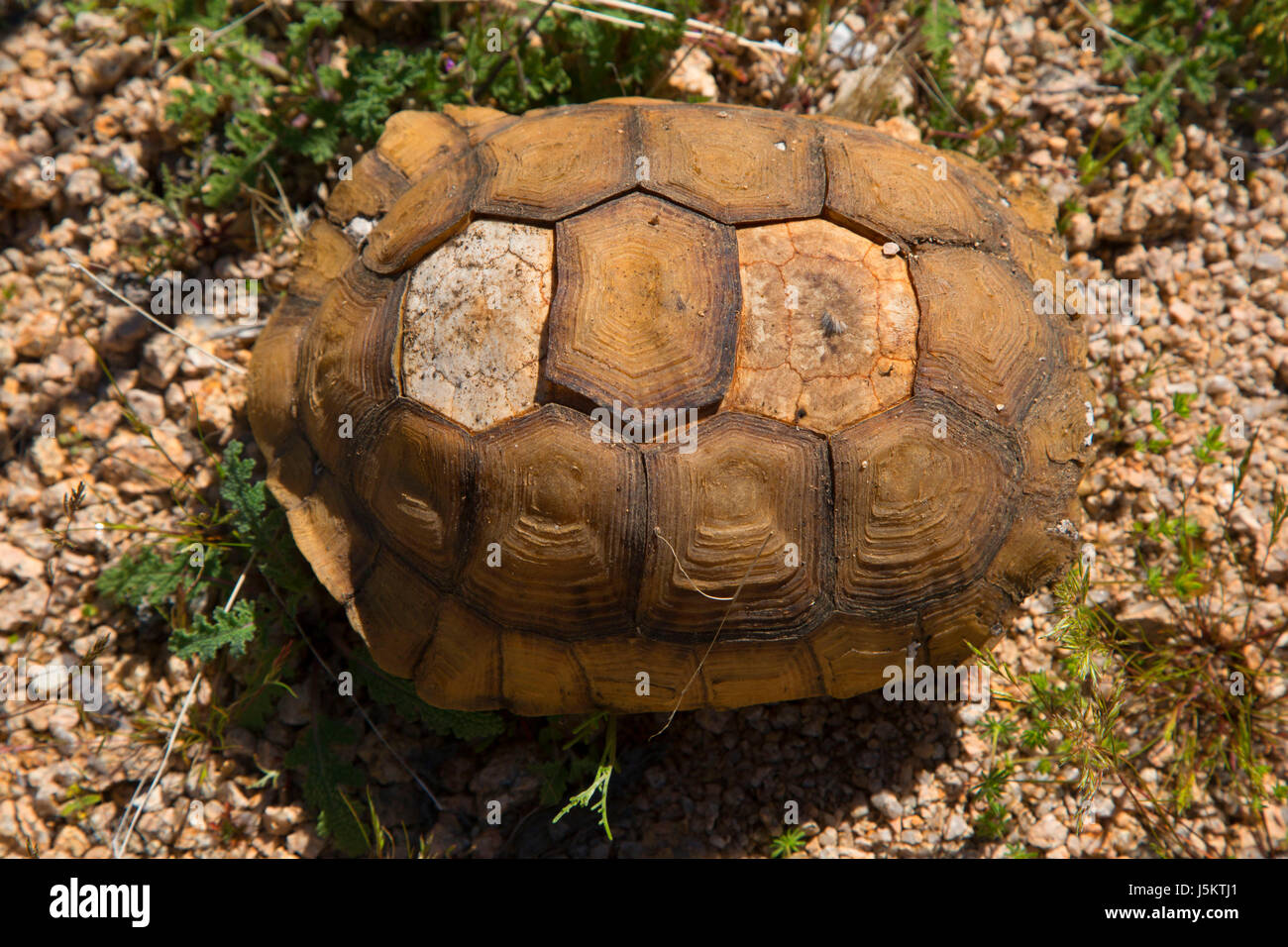 Desert tortoise shell, Joshua Tree National Park, California Stock Photo