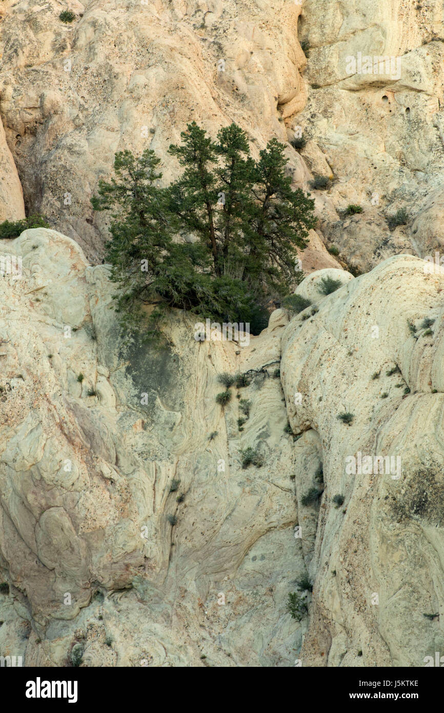 Sandstone outcrop with pinyon pine, Devils Punchbowl County Park, California Stock Photo