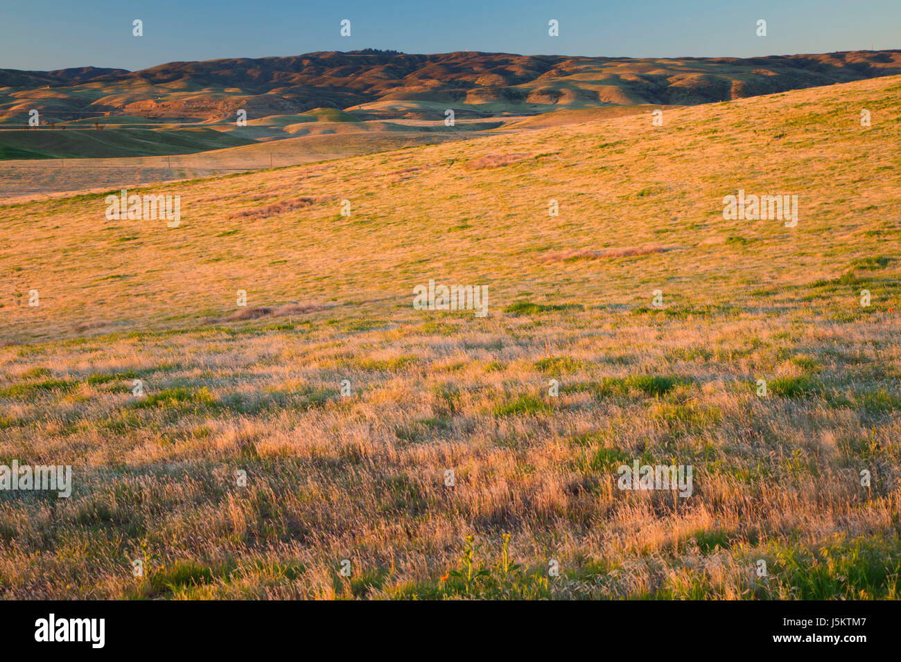 Grassland, Antelope Valley California Poppy State Reserve, California