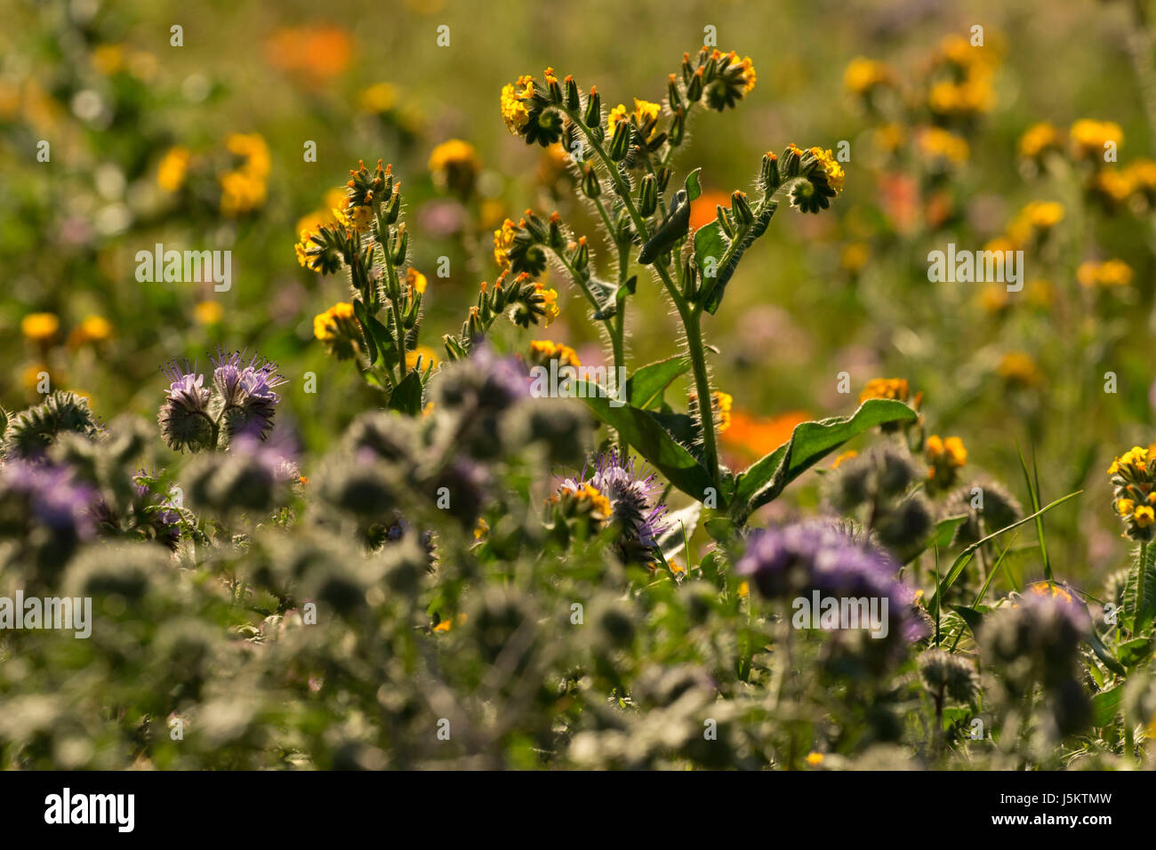 Fiddleneck (Amsinckia douglasiana) with Phacelia, Antelope Valley ...