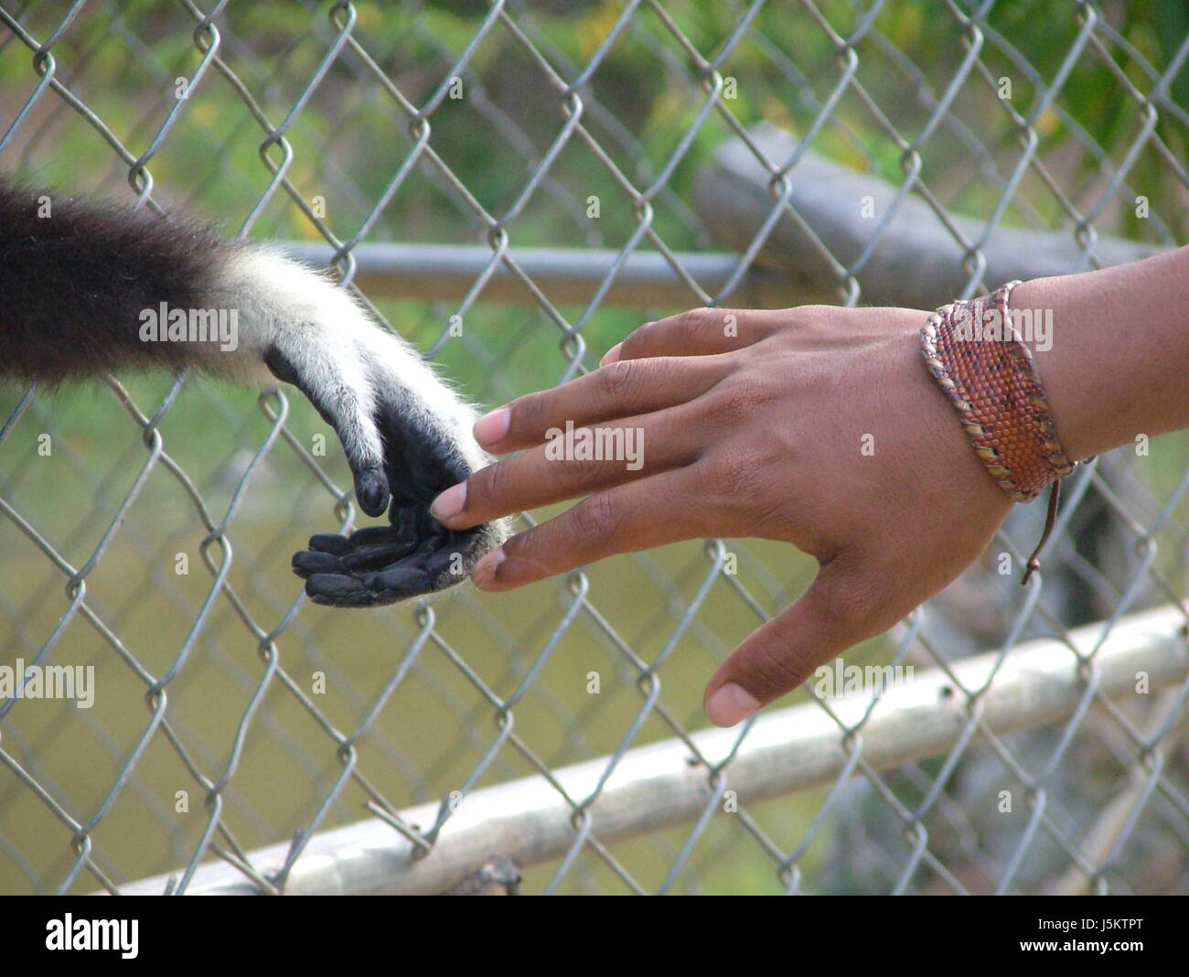 hand hands monkey thailand gibbon man mnnerhand affenhand hnde schtteln hinter Stock Photo