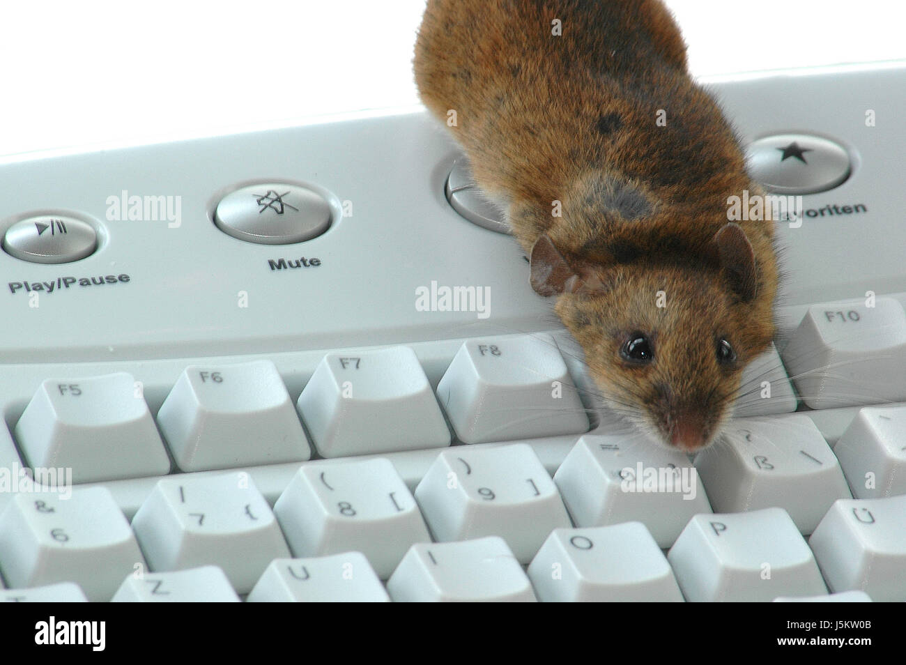 Animal mouse for computer best sale