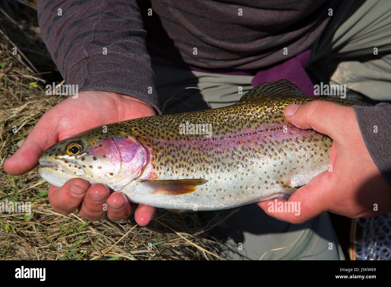 Rainbow trout, Rocky Ford Creek Water Access Site, Washington Stock