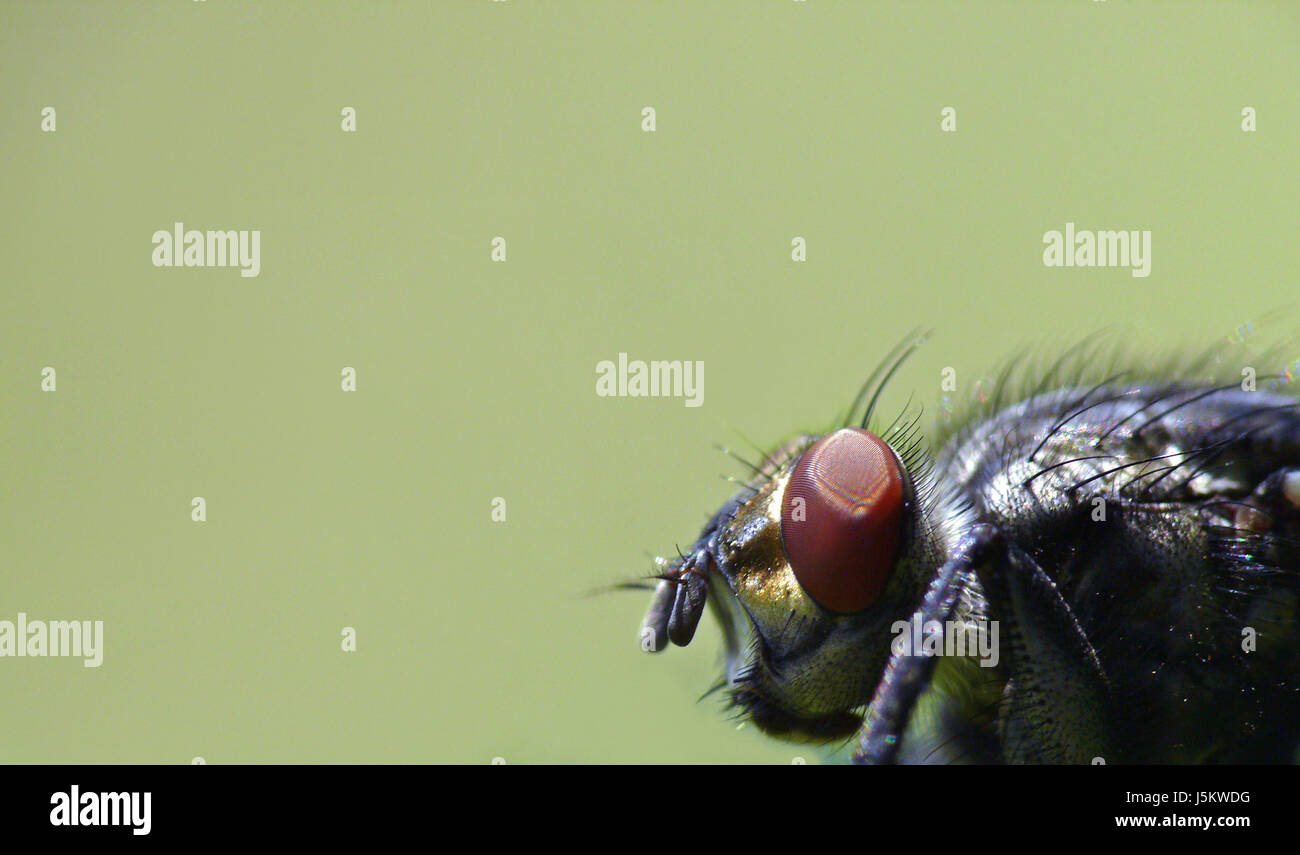 insect portrait eye organ fly antenna bristle sense organ head insecta