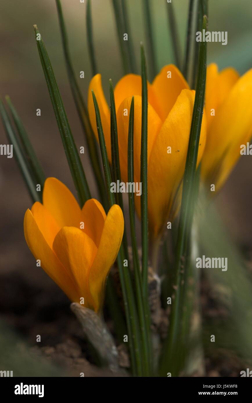 spring crocus poison bulbous plant toxic poisonous fruehling