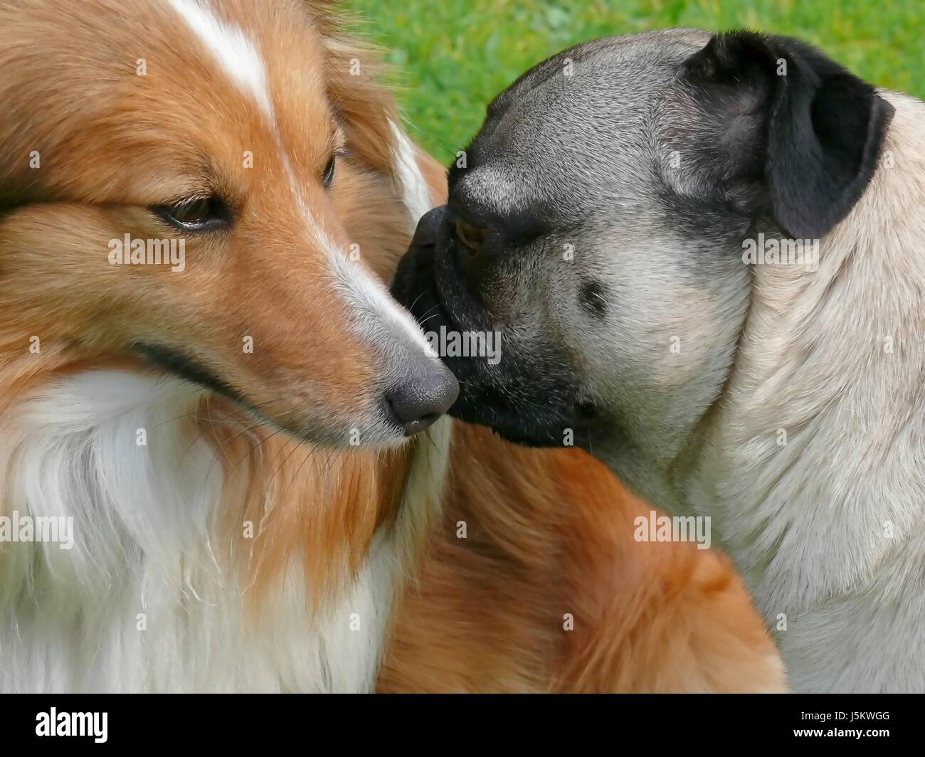 friendship feeling animals dogs affection encounter affectionate beating of the Stock Photo Alamy