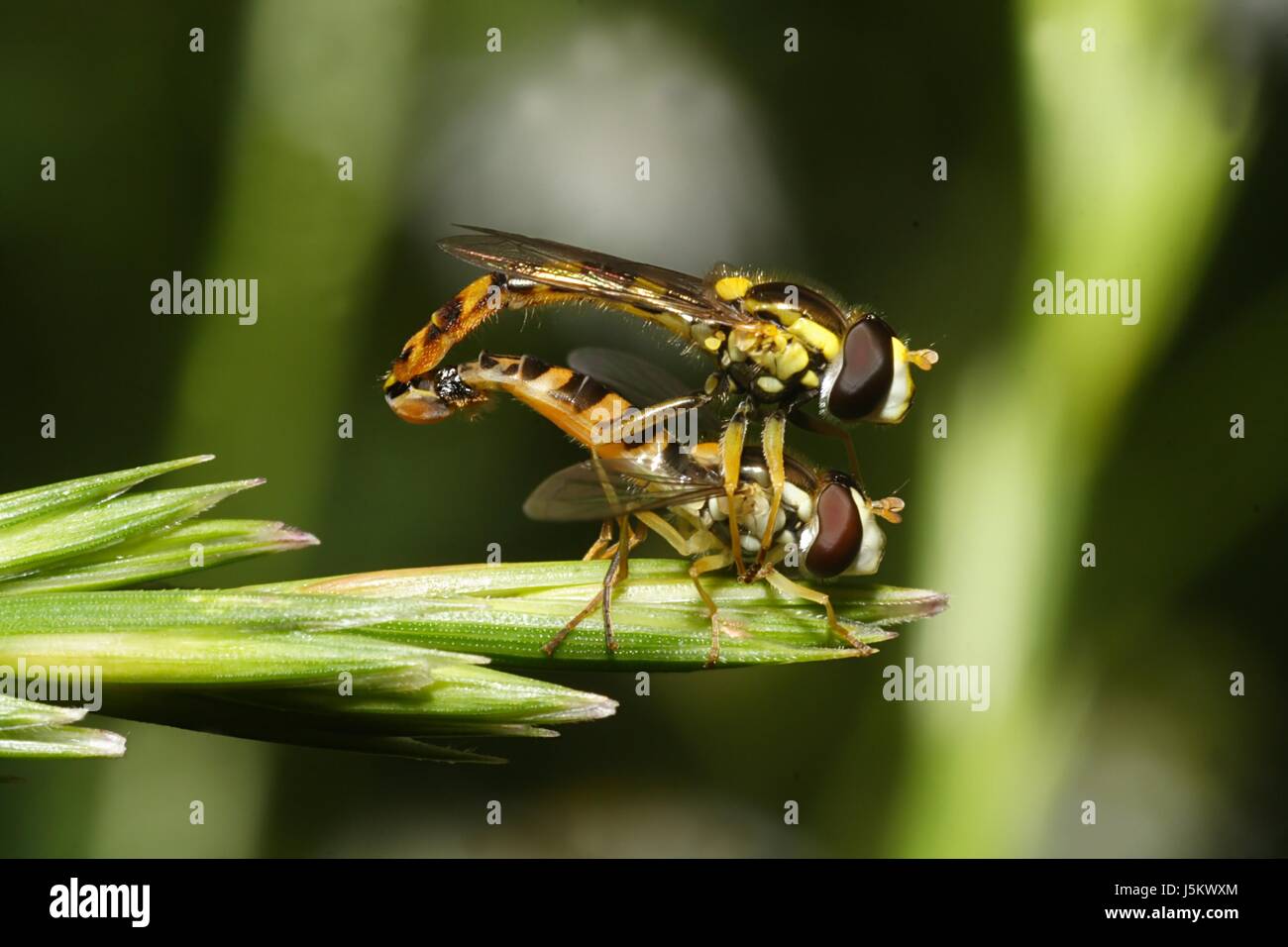 flies insect insects spring fly propagation increase mating mate meadow ...