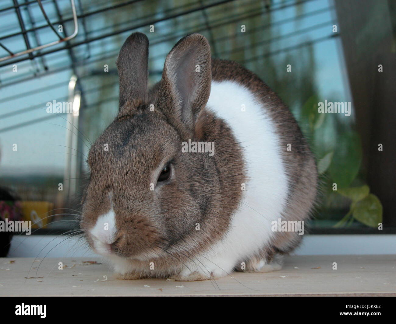 animal animals portrait skin rabbit hare claws hares snatch rabbits bunny  Stock Photo - Alamy