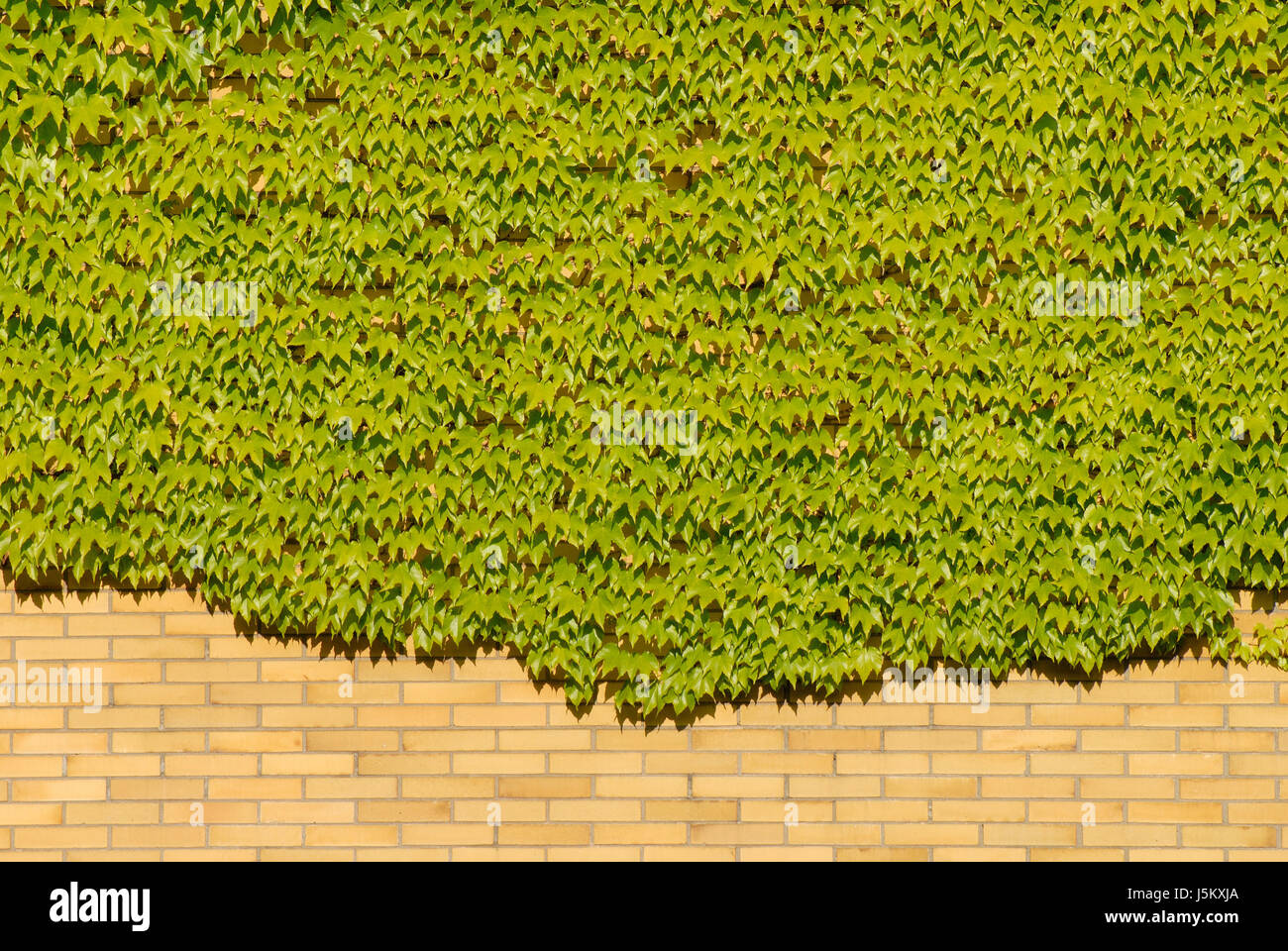 house building stone green wall climbing plant plant rise climb