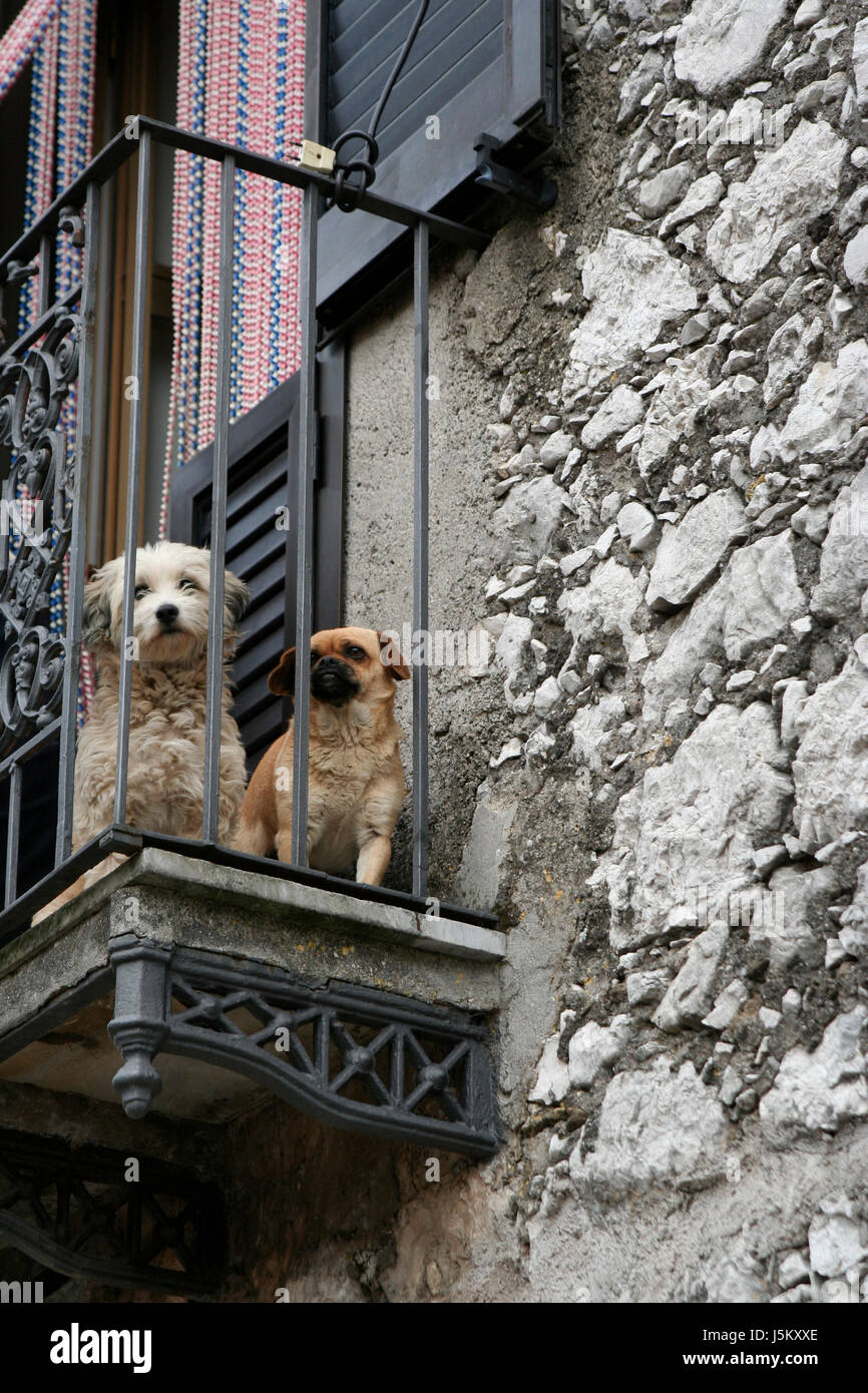 dogs on balcony Stock Photo Alamy