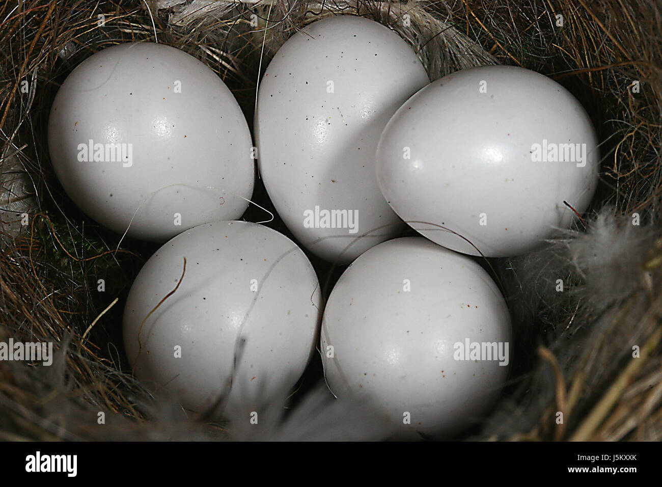 bird eggs in nest Stock Photo - Alamy