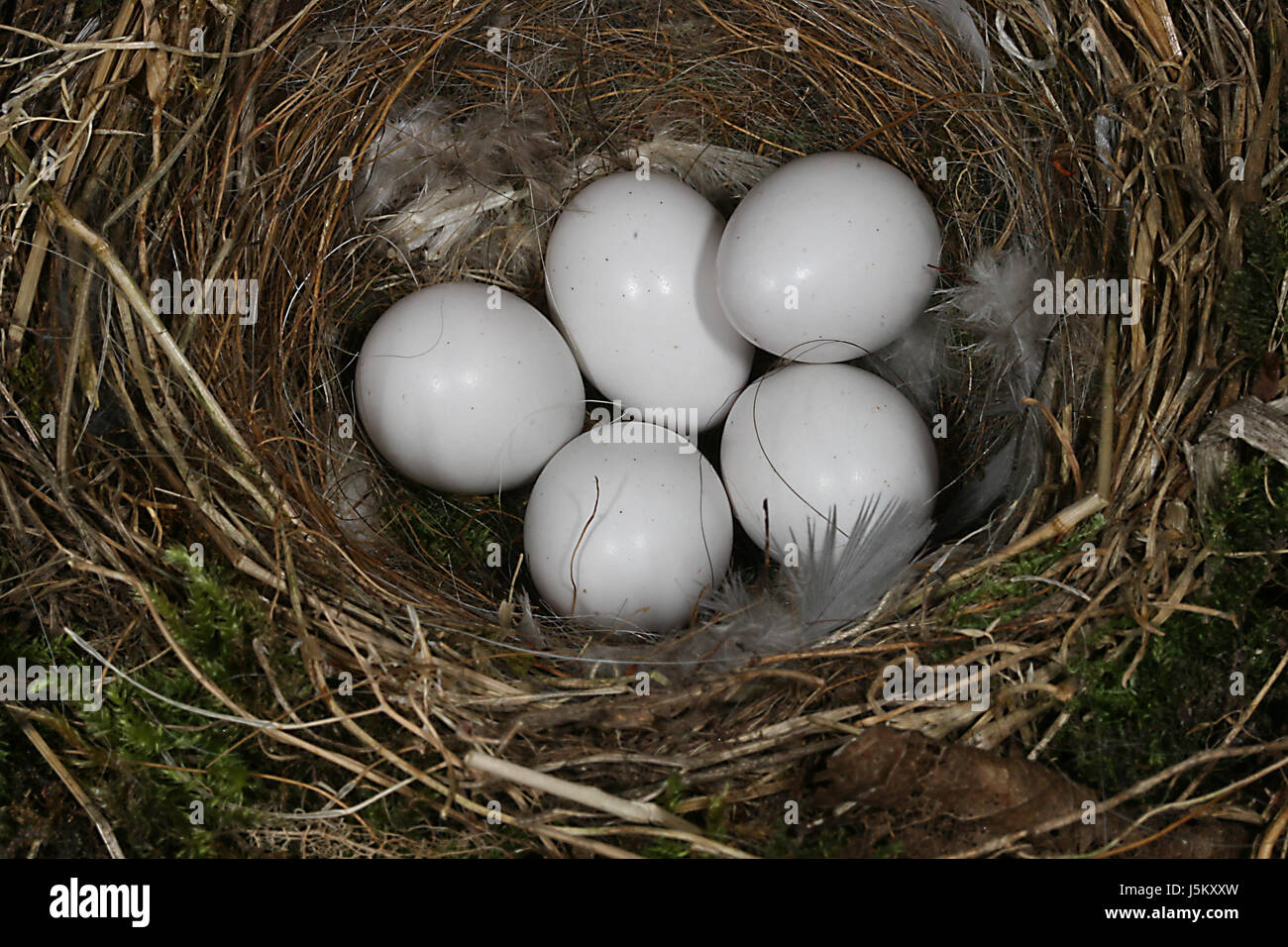 bird eggs in nest Stock Photo - Alamy