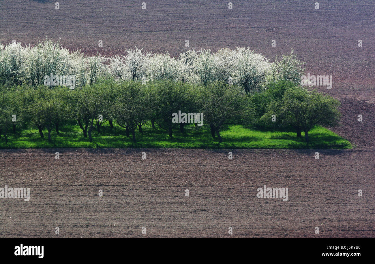 tree trees field blossoms spring fields oasis acre bleed meadow scenery Stock Photo