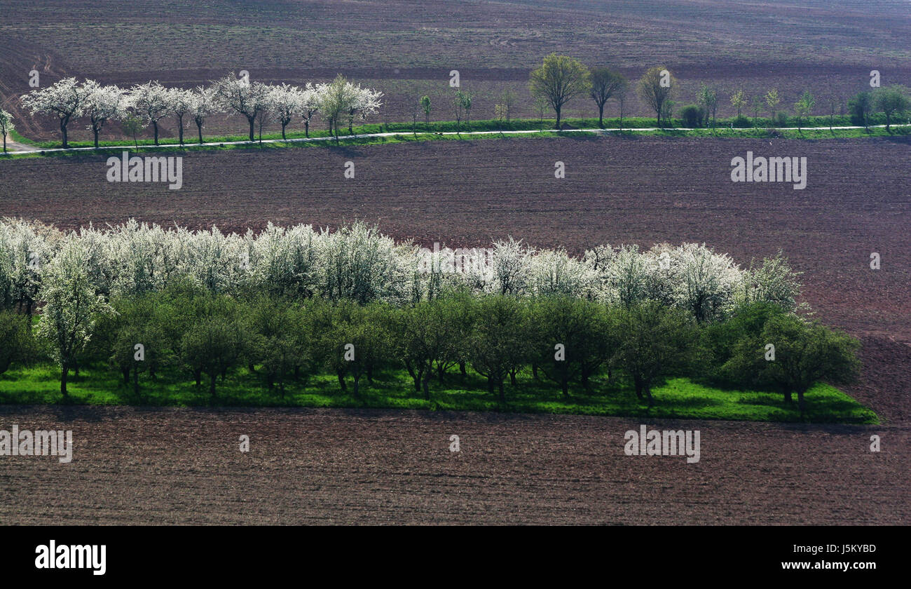 field fields oasis acre tree trees field blossoms spring fields oasis acre Stock Photo
